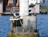 Cormorants