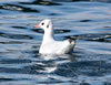 Black-headed Gull