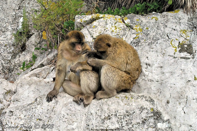 Barbary Macaques