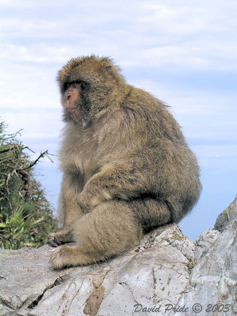 Rock Apes