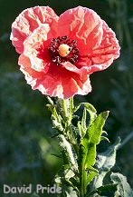 Poppy