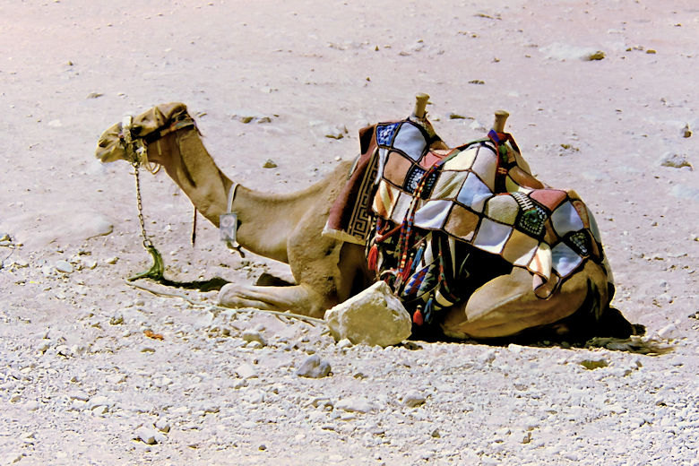 Camel