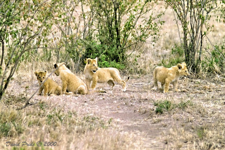 Maasai Mara Lion Cubs