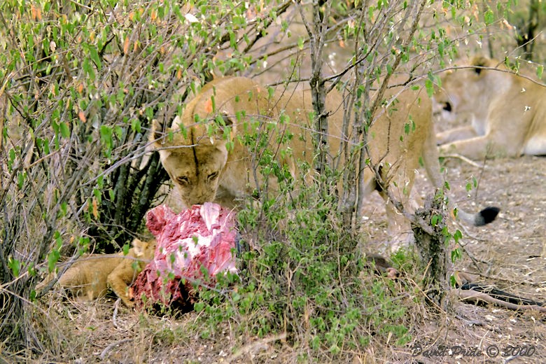 Maasai Mara Lion Cubs