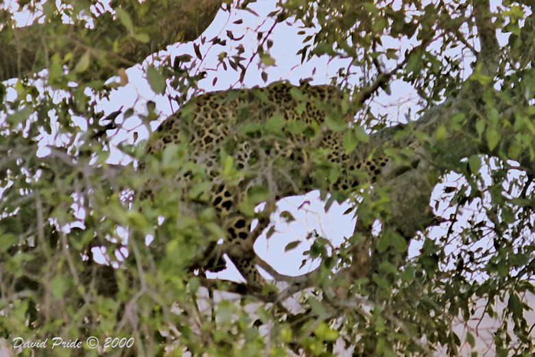 Leopard