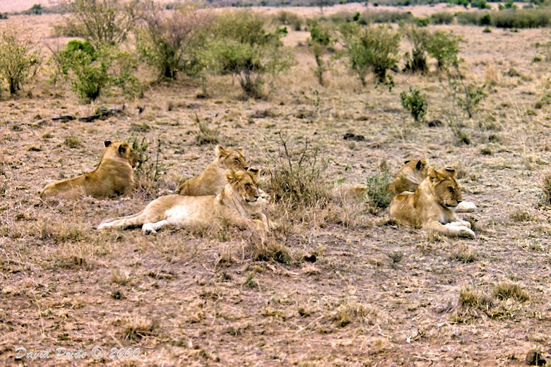 Maasai Mara Lion Cubs