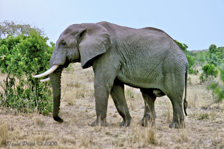 Bull Elephant