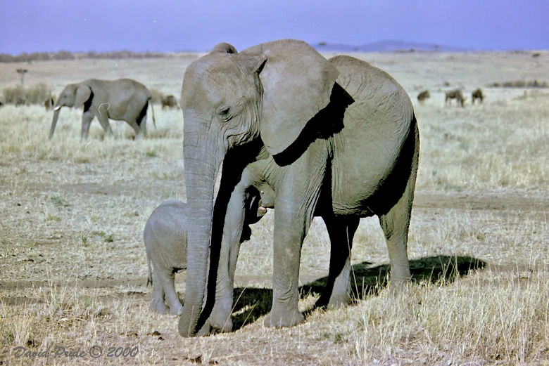 Mother & Son
