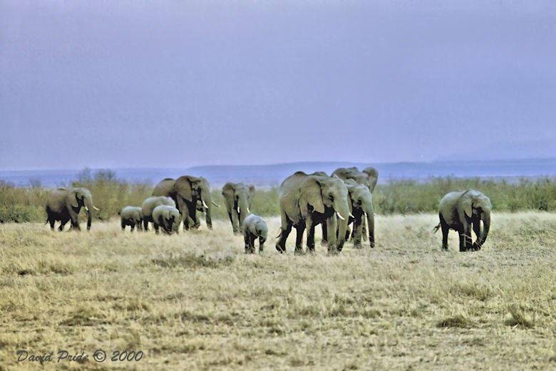 Family Group