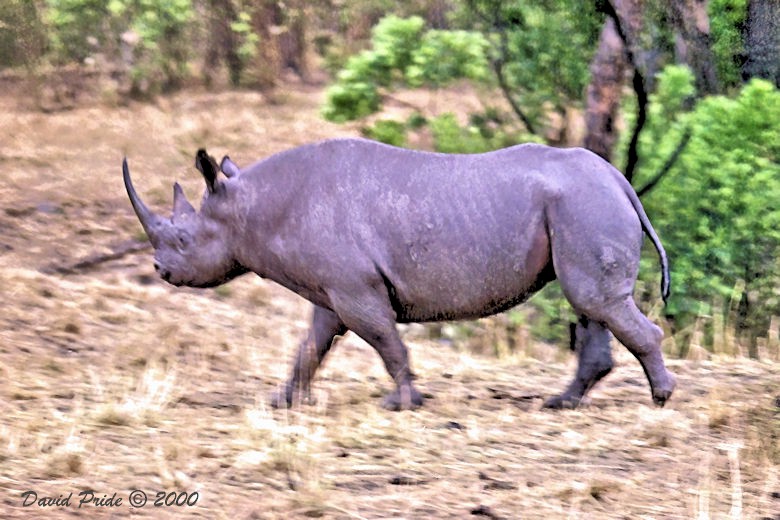 Black Rhinoceros