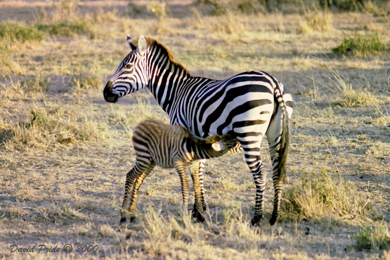Grant's Zebra & Colt