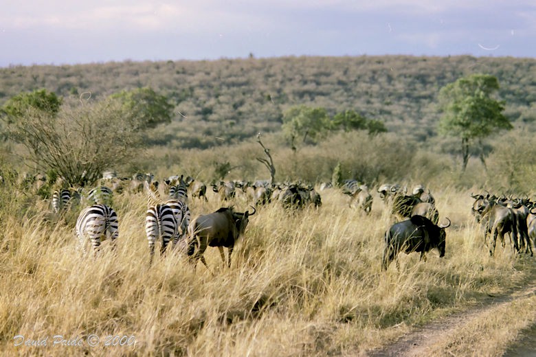 Grant's Zebra and Wildebeest