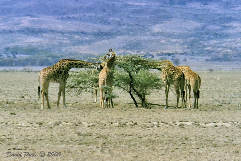 Maasai Giraffe