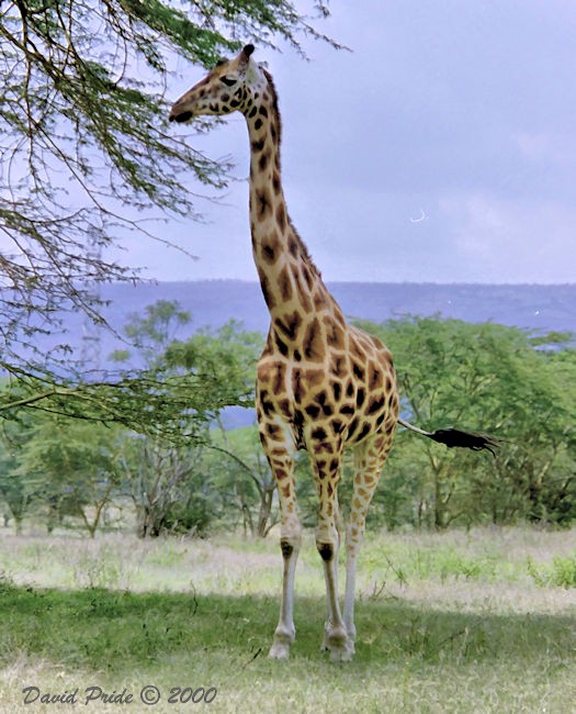 Rothschild's Giraffe