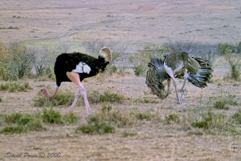 Maasai Mara Ostrich