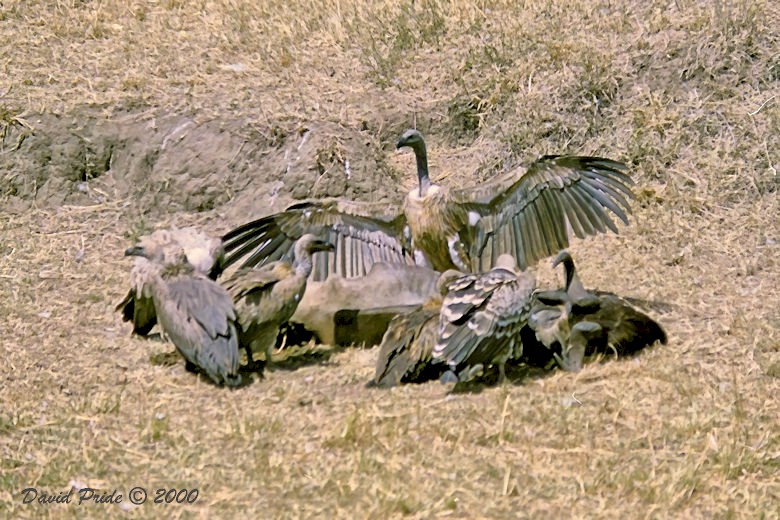 Vultures