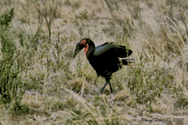 Southern Ground Hornbill