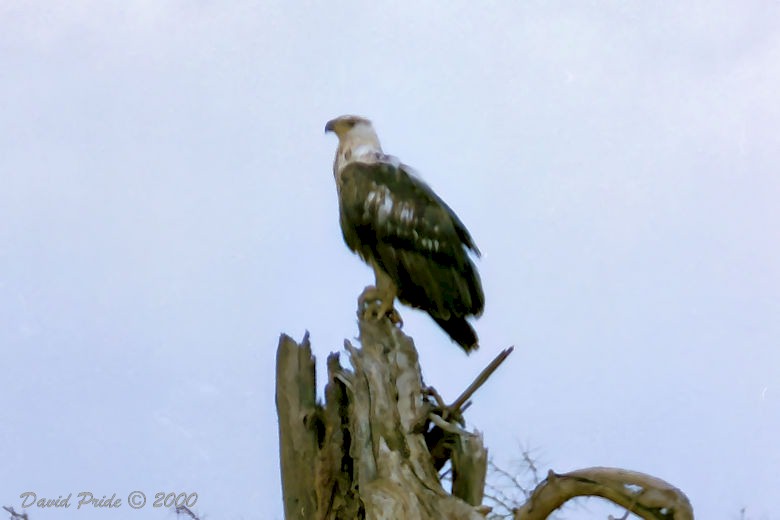 African Fish Eagle