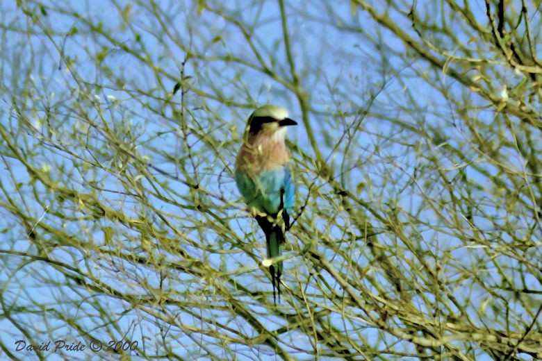 Lilac-breasted Roller
