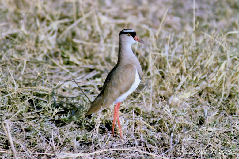 Crowned Plover