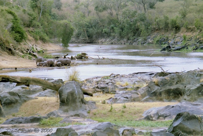 Hippopotamus