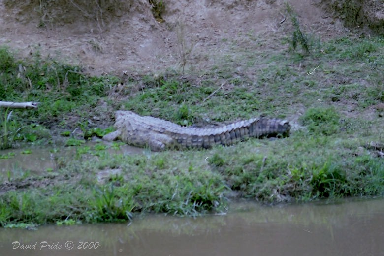 Kenyan Nile Crocodile