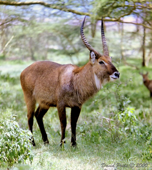 Common Waterbuck