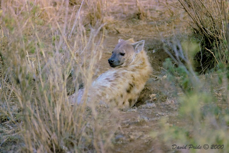 Spotted Hyena