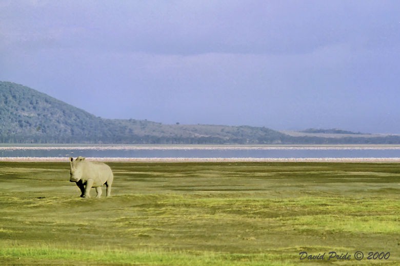 White Rhinoceros