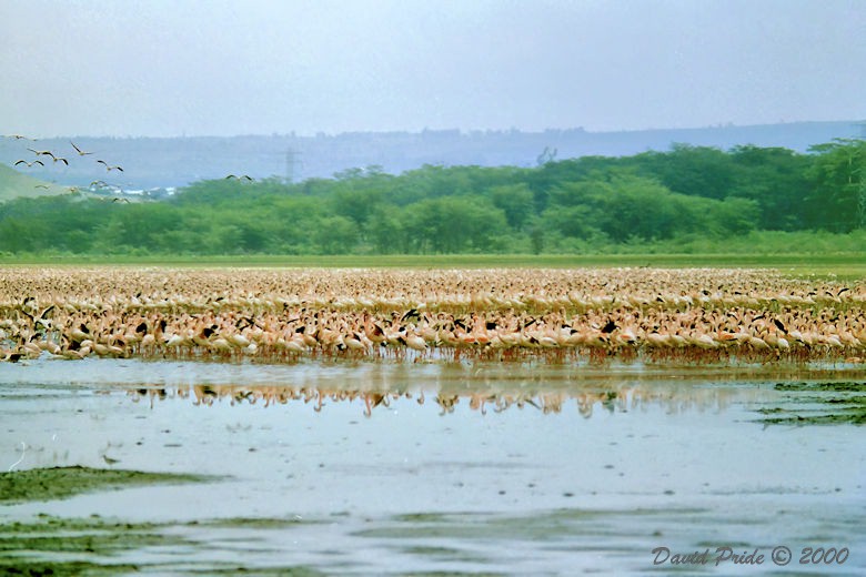 Lesser Flamingos