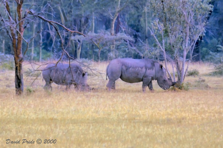 White Rhinoceros