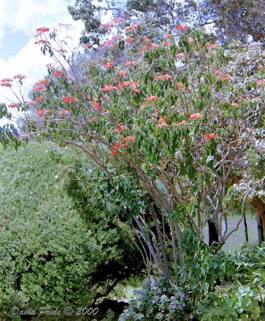 Poinsettia