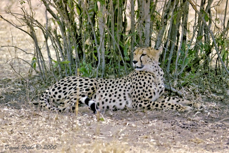 Maasai Mara Cheetah