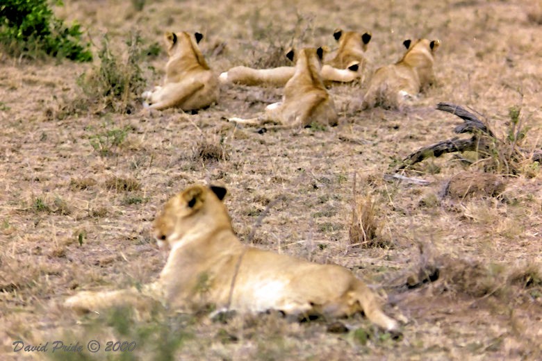 Maasai Mara Lion Cubs