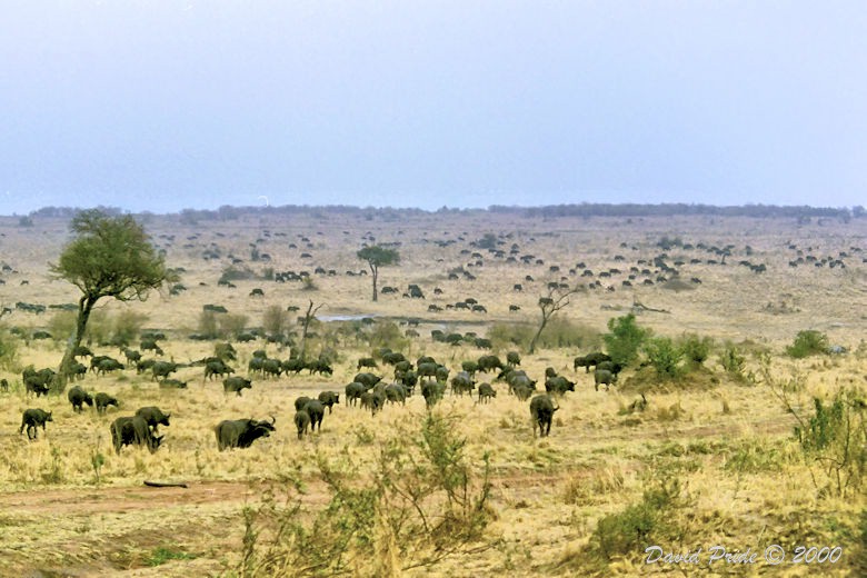 African Buffalo