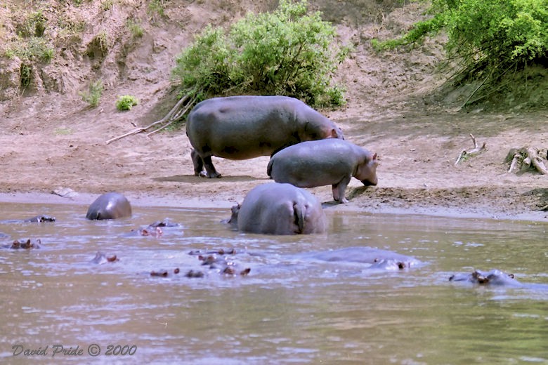 Hippopotamus