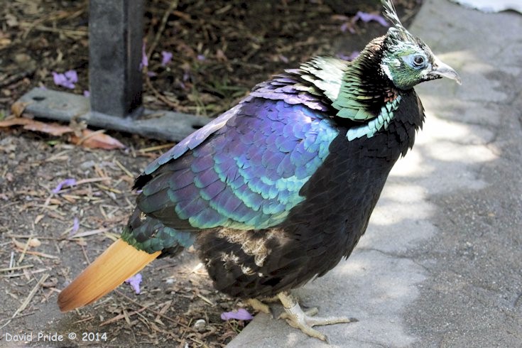 Wings of the World Aviary