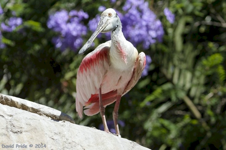 Wings of the World Aviary