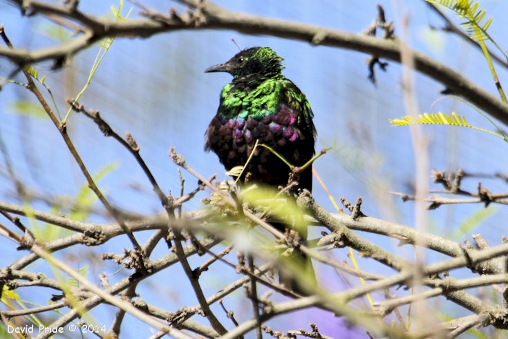 Wings of the World Aviary