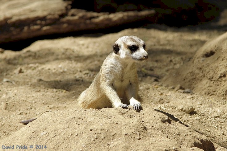 Meerkat
