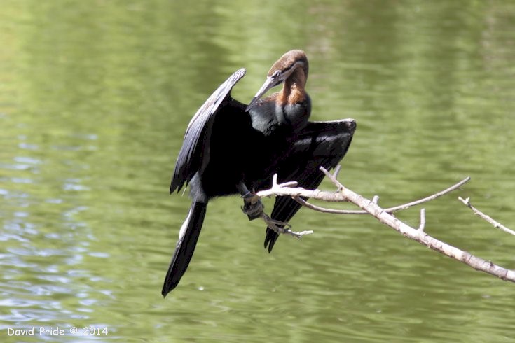 Anhinga