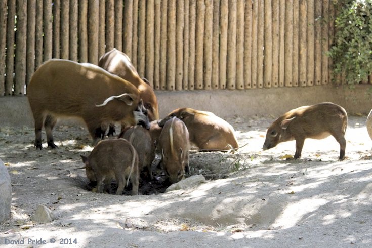 Red River Hogs