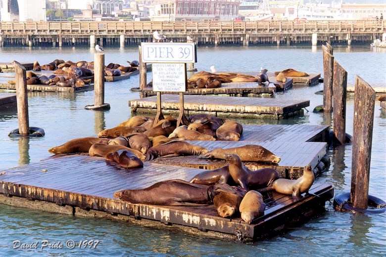 San Francisco Pier 39