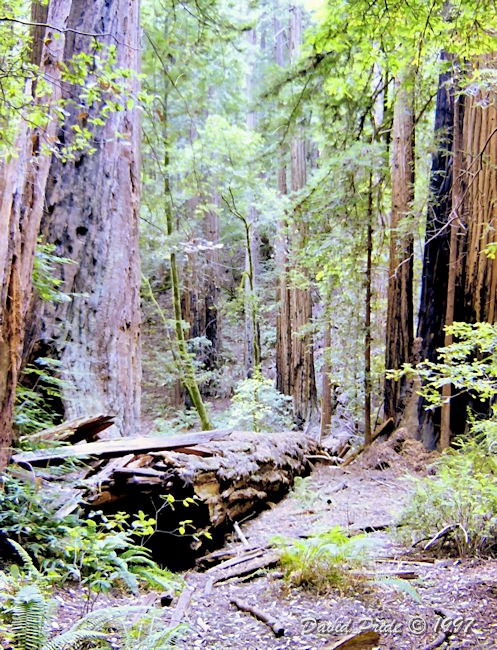 Muir Woods Redwoods National Park