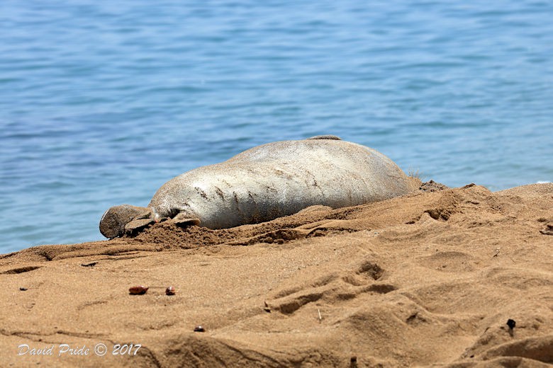 Hawaiian Monk Seal