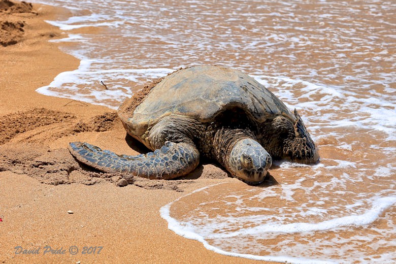 Green Hawaiian Sea Turtle