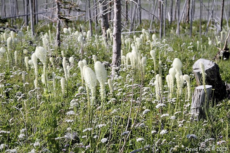 Beargrass
