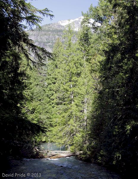 Avalanche Creek