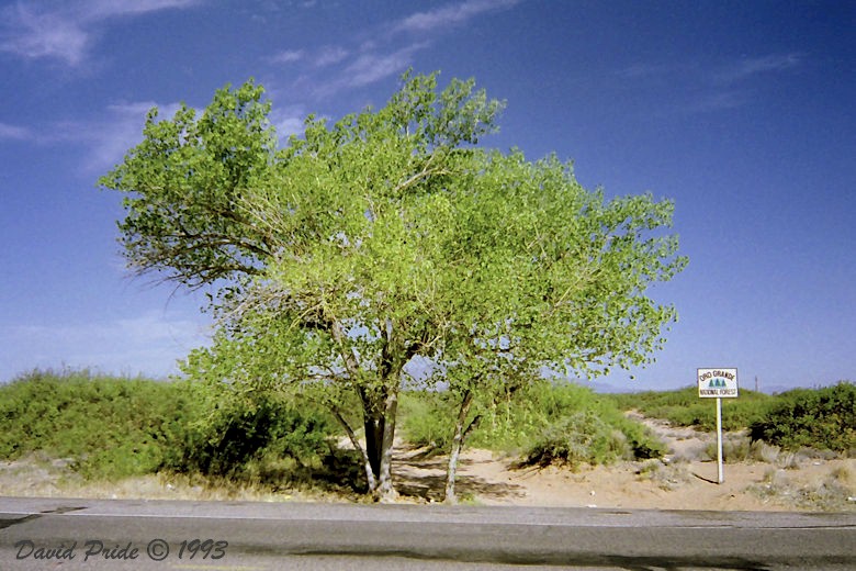 Oro Grande National Forest