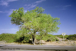 Oro Grande National Forest